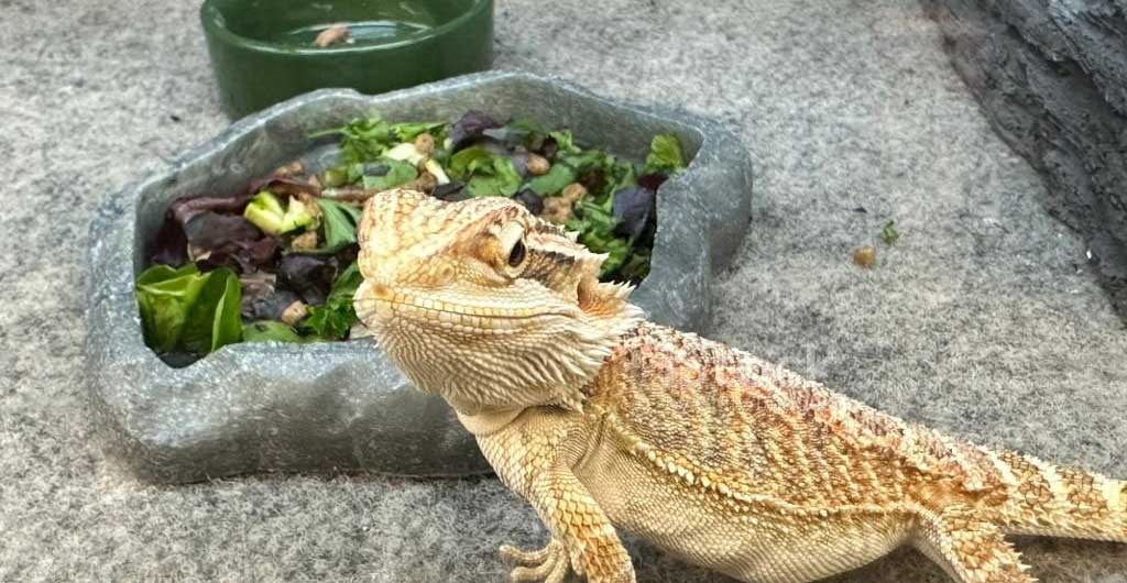 Can-Bearded-Dragons-Eat-Tomatoes